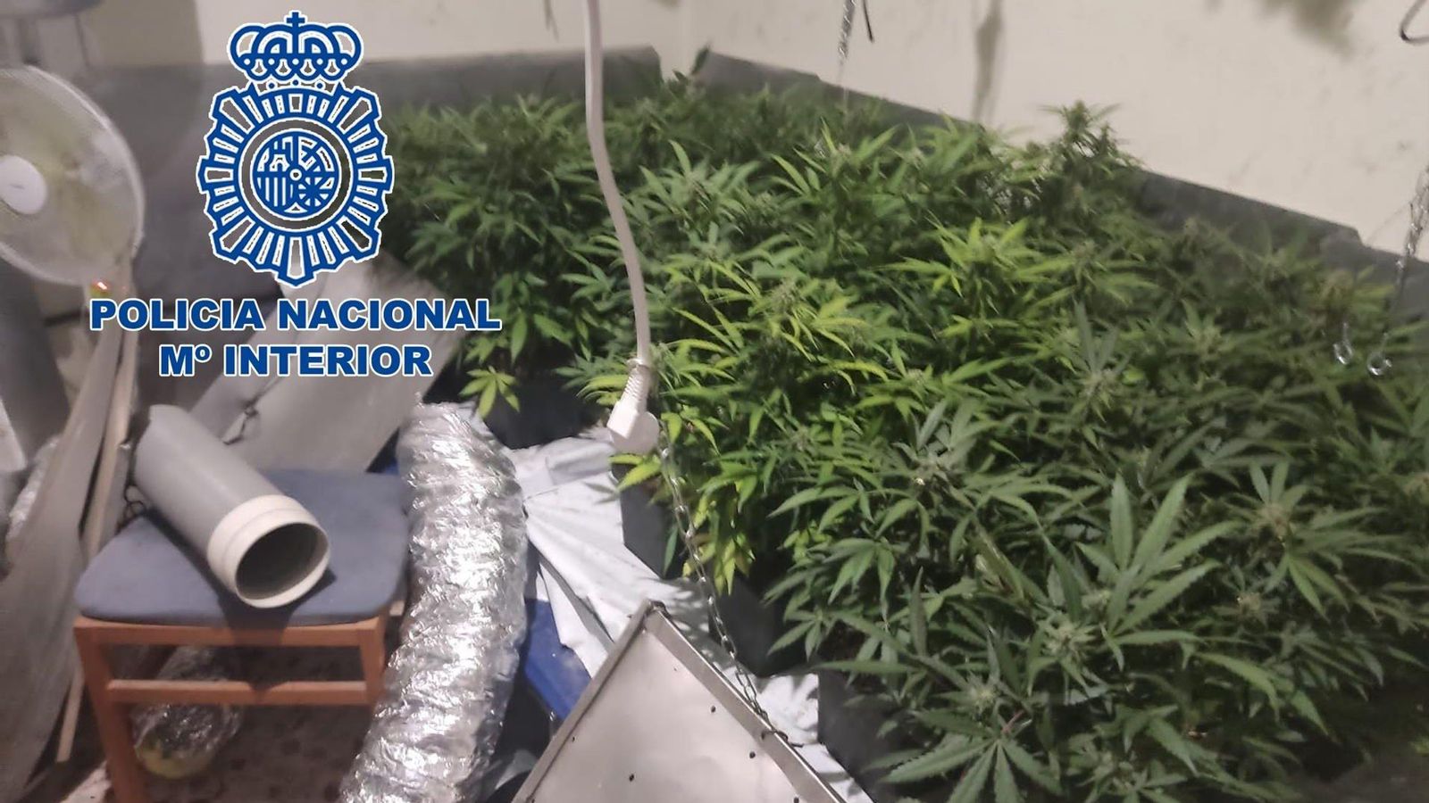 La plantació de marihuana, que van trobar els bombers de manera casual, tenia una instal·lació de llum i aigua rudimentària La plantació de marihuana, que van trobar els bombers de manera casual, tenia una instal·lació de llum i aigua rudimentària