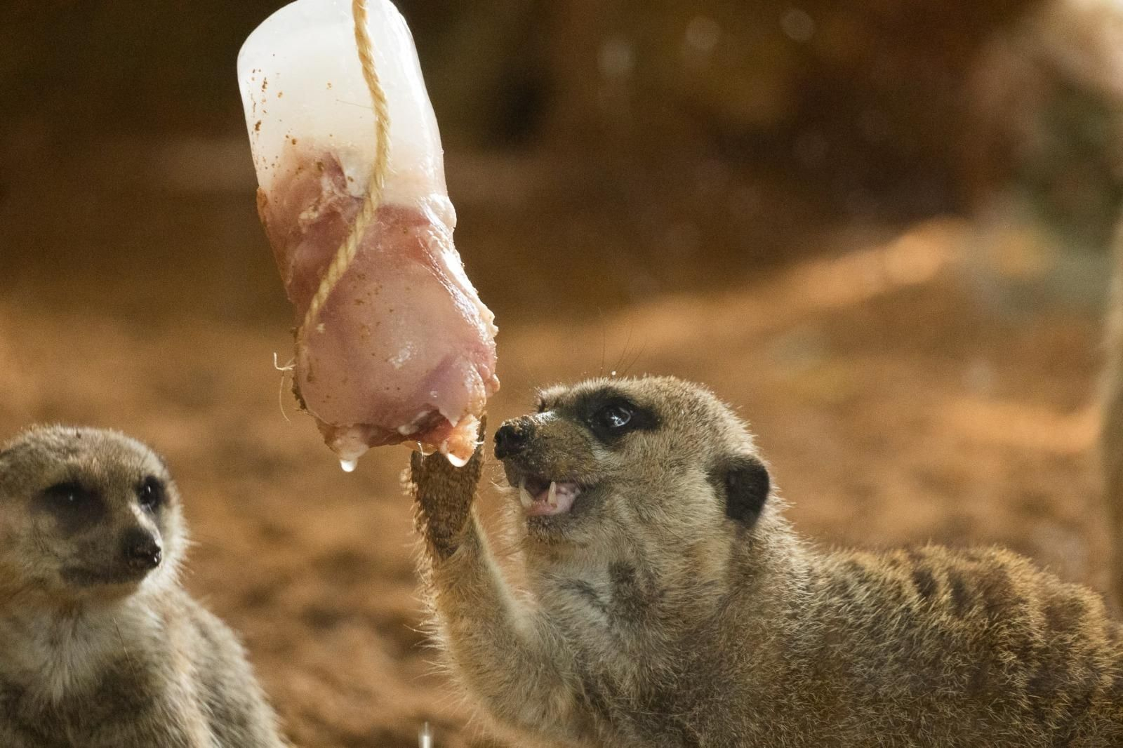 Els lèmurs menjen el seu aliment en forma de gelat