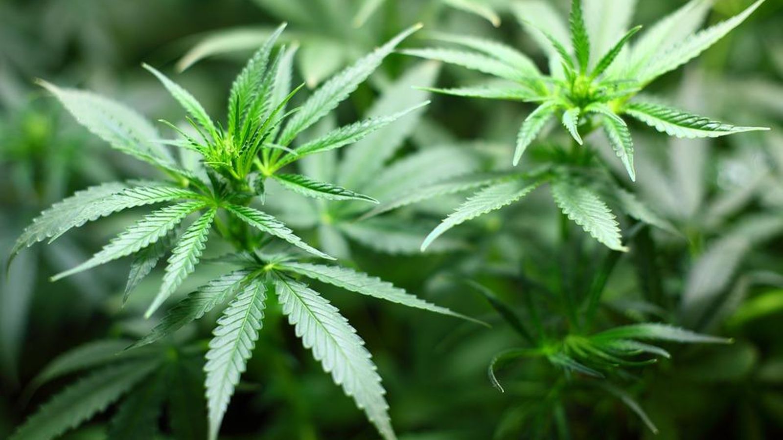 Desmantellen dos laboratoris de marihuana a Torrent