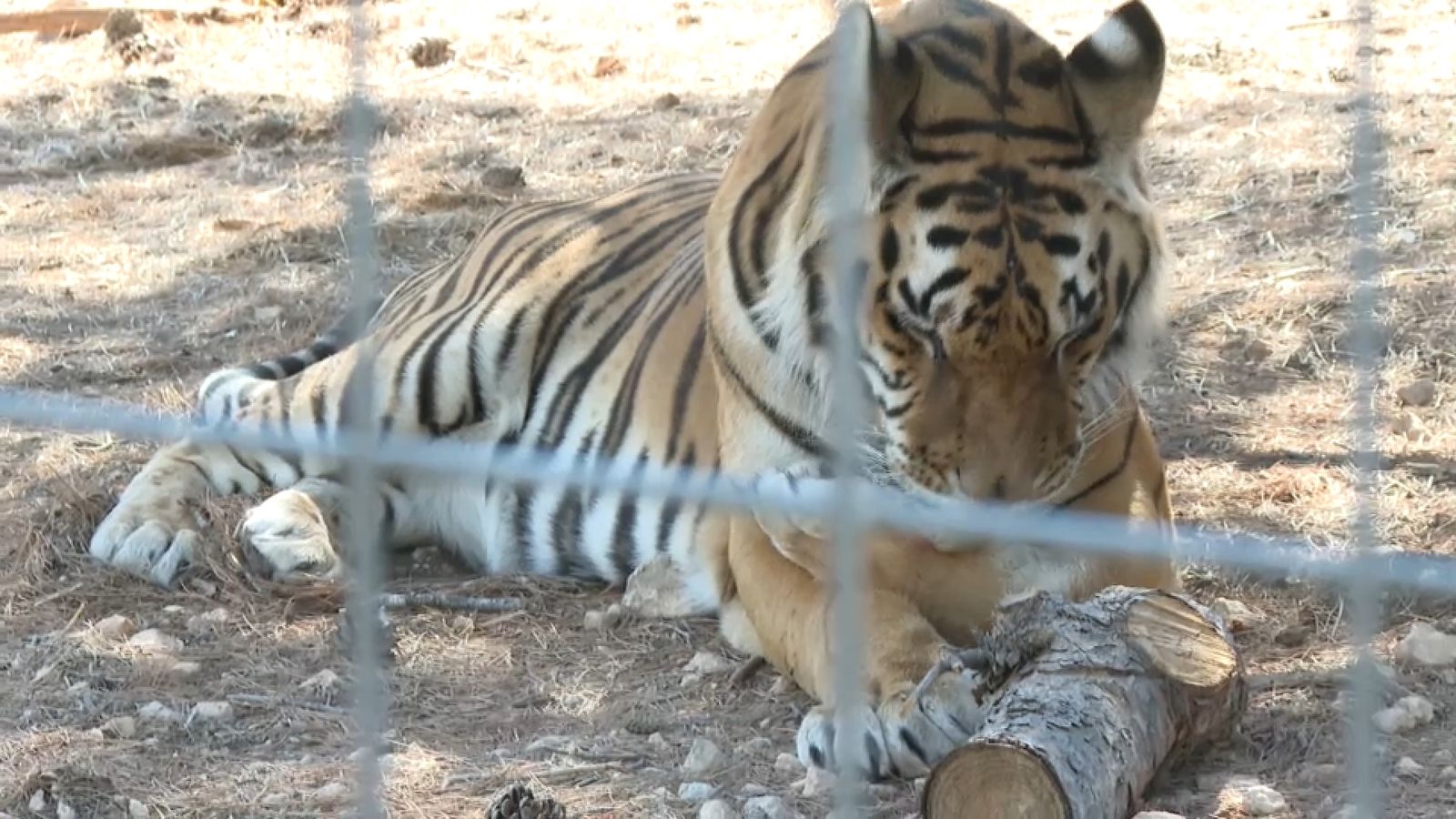 Un tigre rescatat a Alemanya