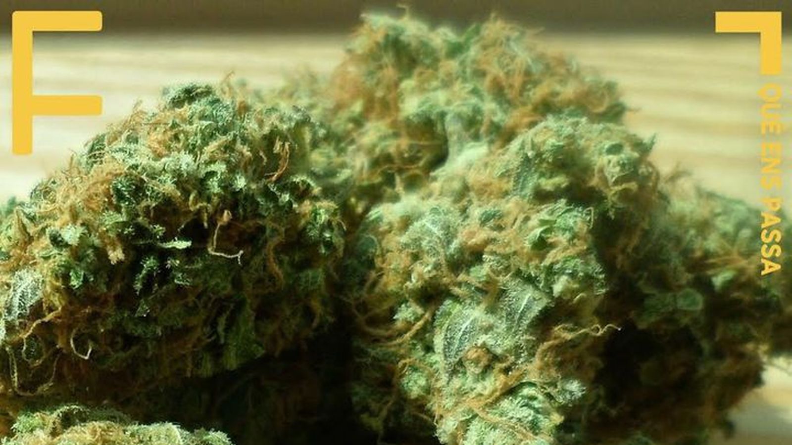 21.12.2018 | Marihuana: les amenaces d’una nova indústria | Extra