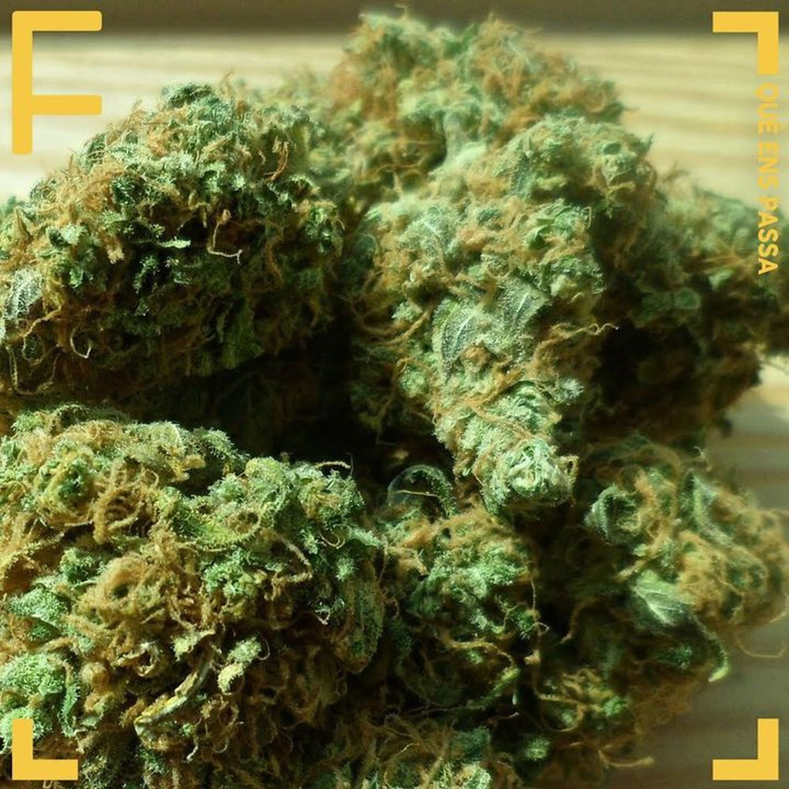 21.12.2018 | Marihuana: les amenaces d’una nova indústria | Extra
