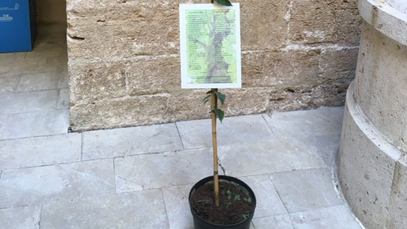 La Plataforma X Aire Net ha entregat a l'Ajuntament d'Albalat dels Sorells un exemplar de lledoner, arbre molt estés al llarg del litoral mediterrani i que visibilitza els esforços de la localitat valenciana pel que fa a la qualitat de l'aire