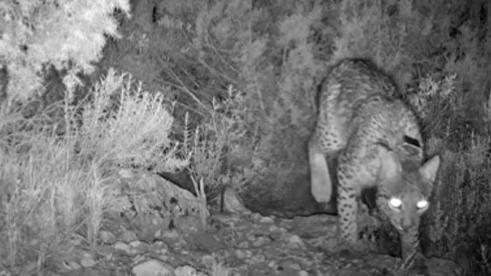 Exemplar detectats fa pocs mesos a l’Alt Vinalopó