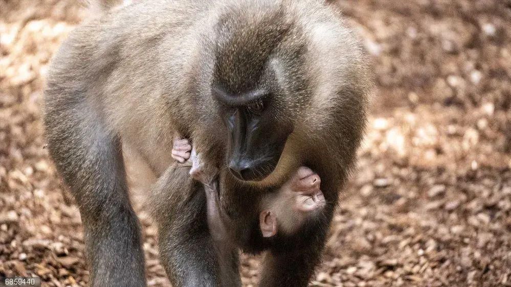 Nou naixement al Bioparc d'un dels primats més desconeguts i en major perill d'extinció d'Àfrica Naix una cria de ril a Bioparc