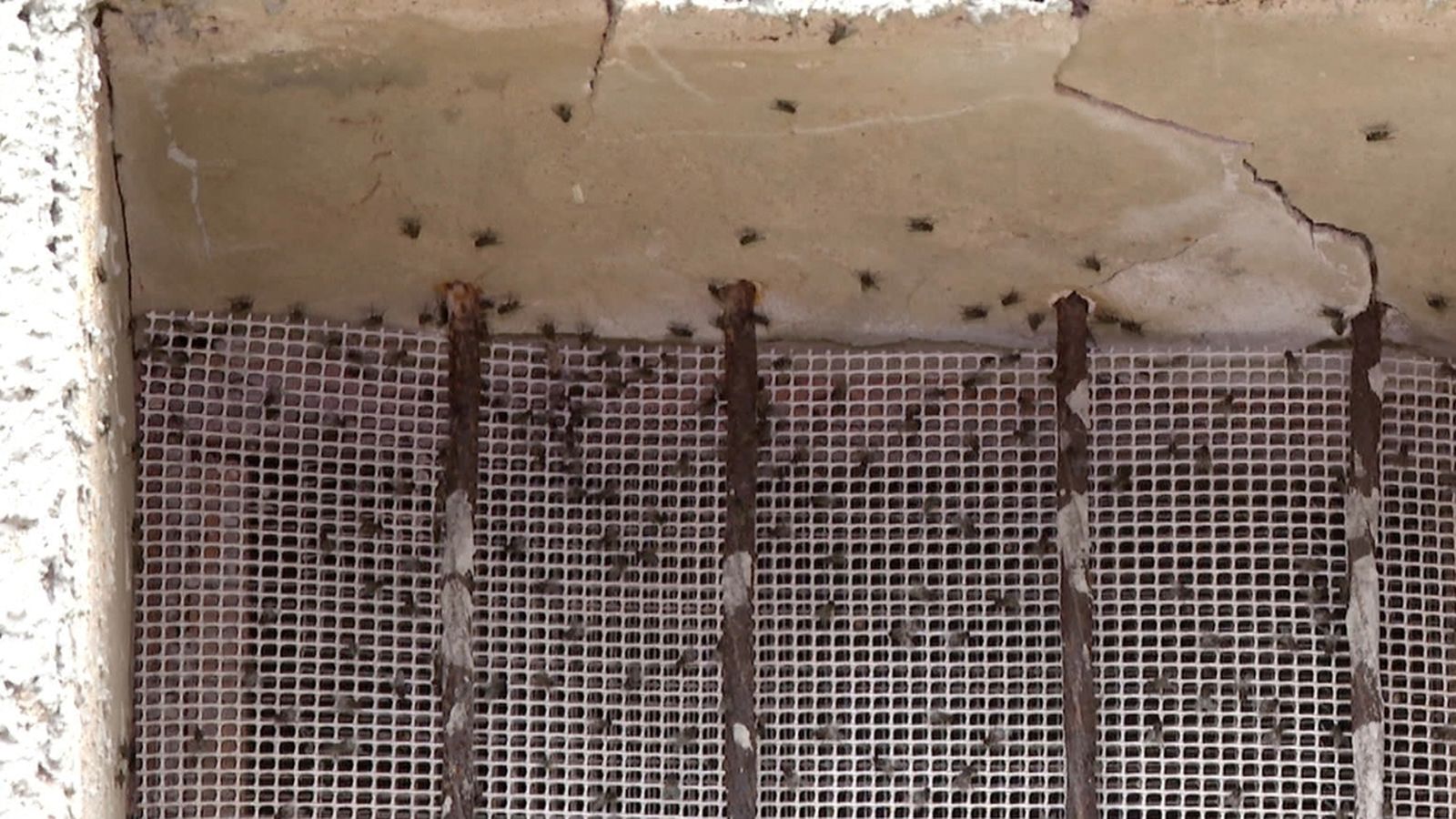 Plaga de mosques en El Ràfol de Salem