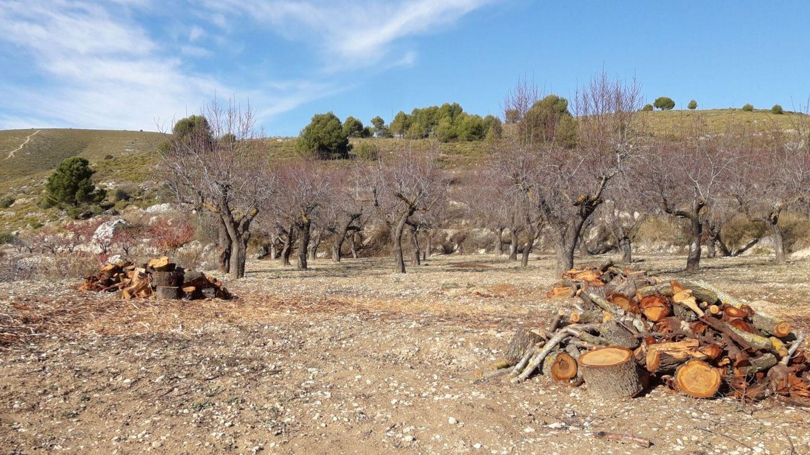 Imatge d'un camp afectat per la xilel·la / AVA-Asaja