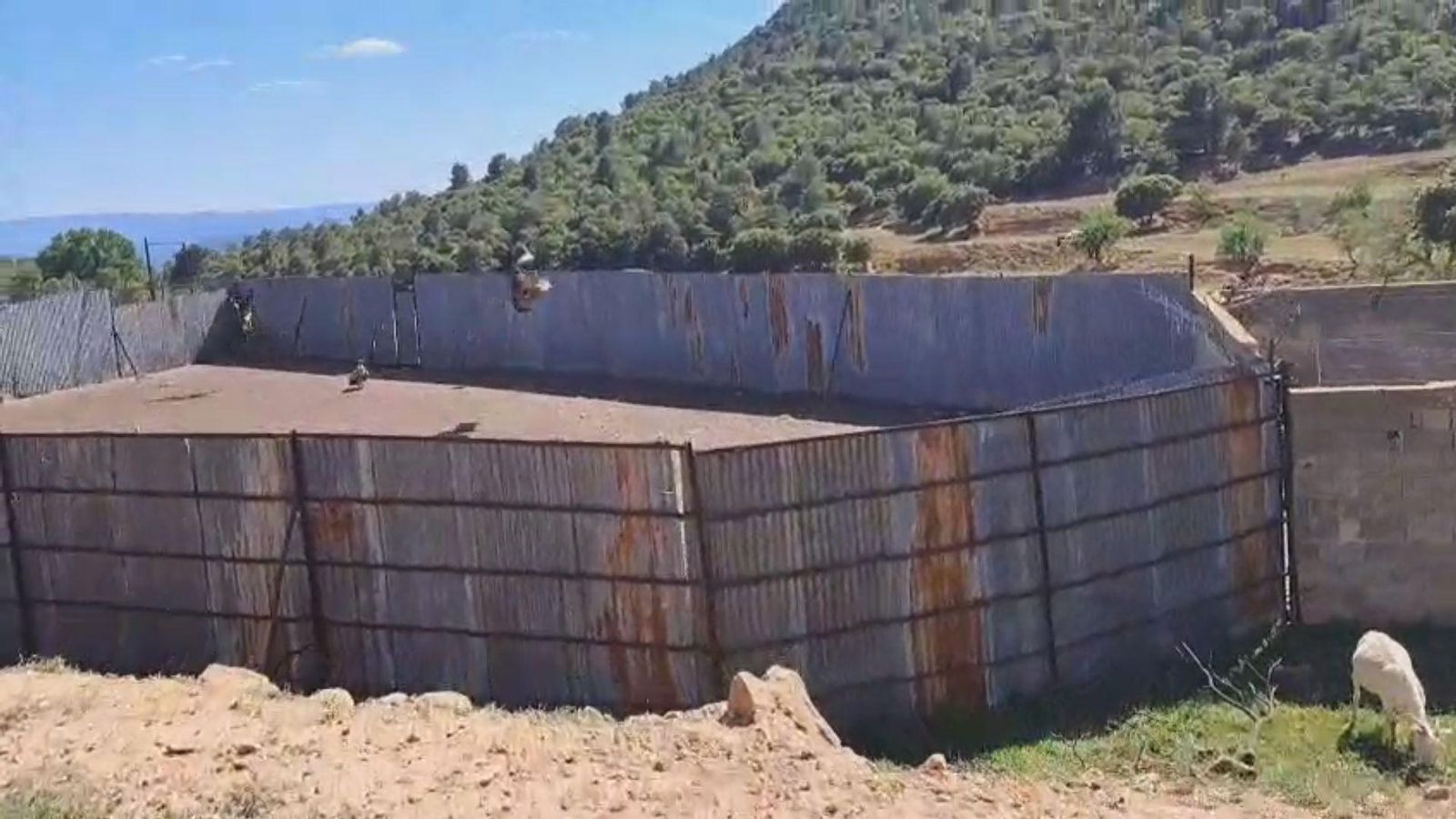 Diversos voltors sobrevolen una explotació ramadera de la Serrania Els voltors ataquen bestiar de La Serrania