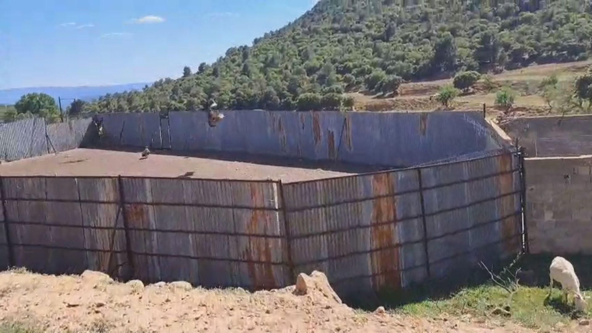 Els voltors ataquen bestiar de La Serrania