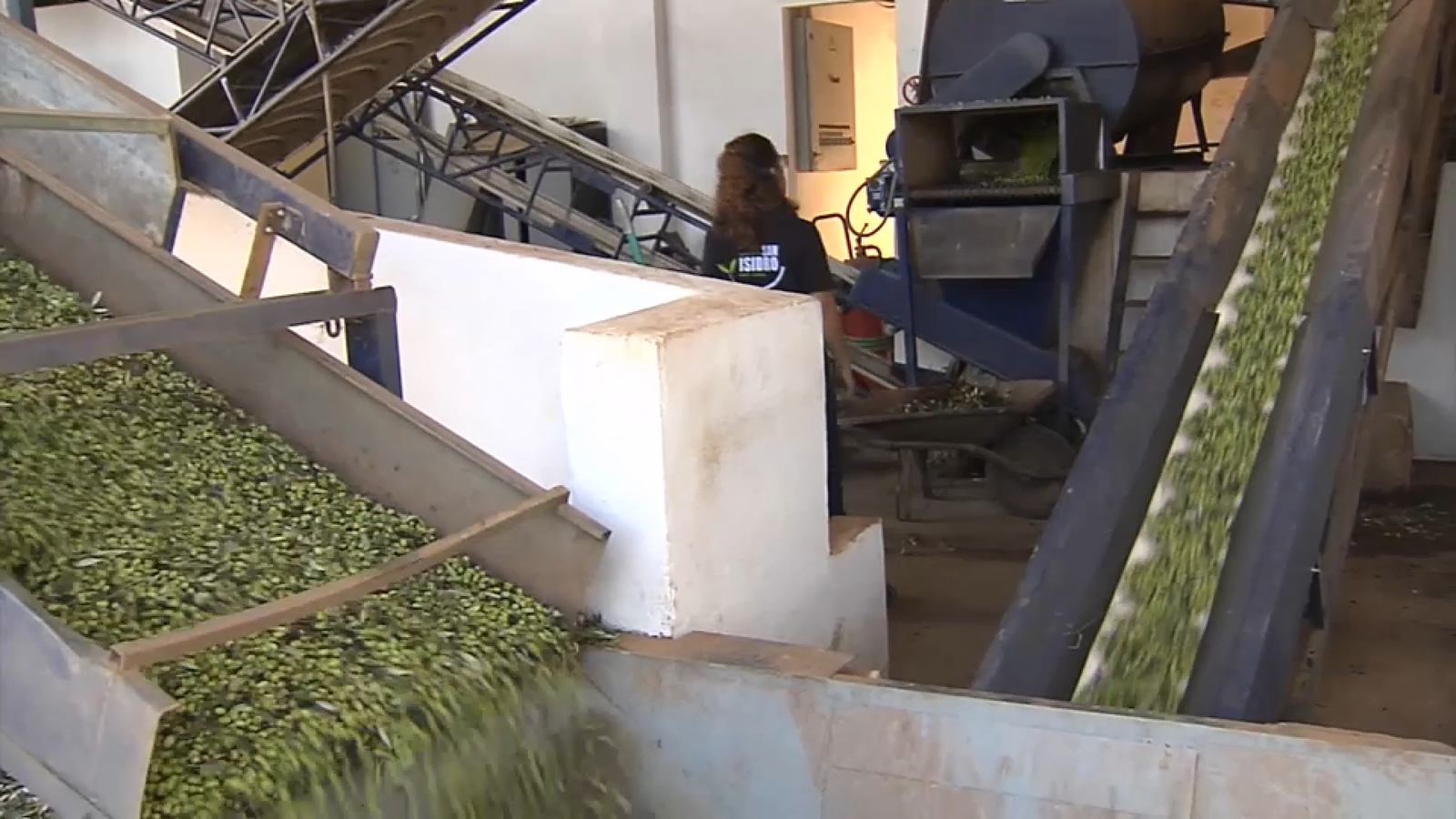 Les almàsseres han produït poc més de 5.300 tones d’oli