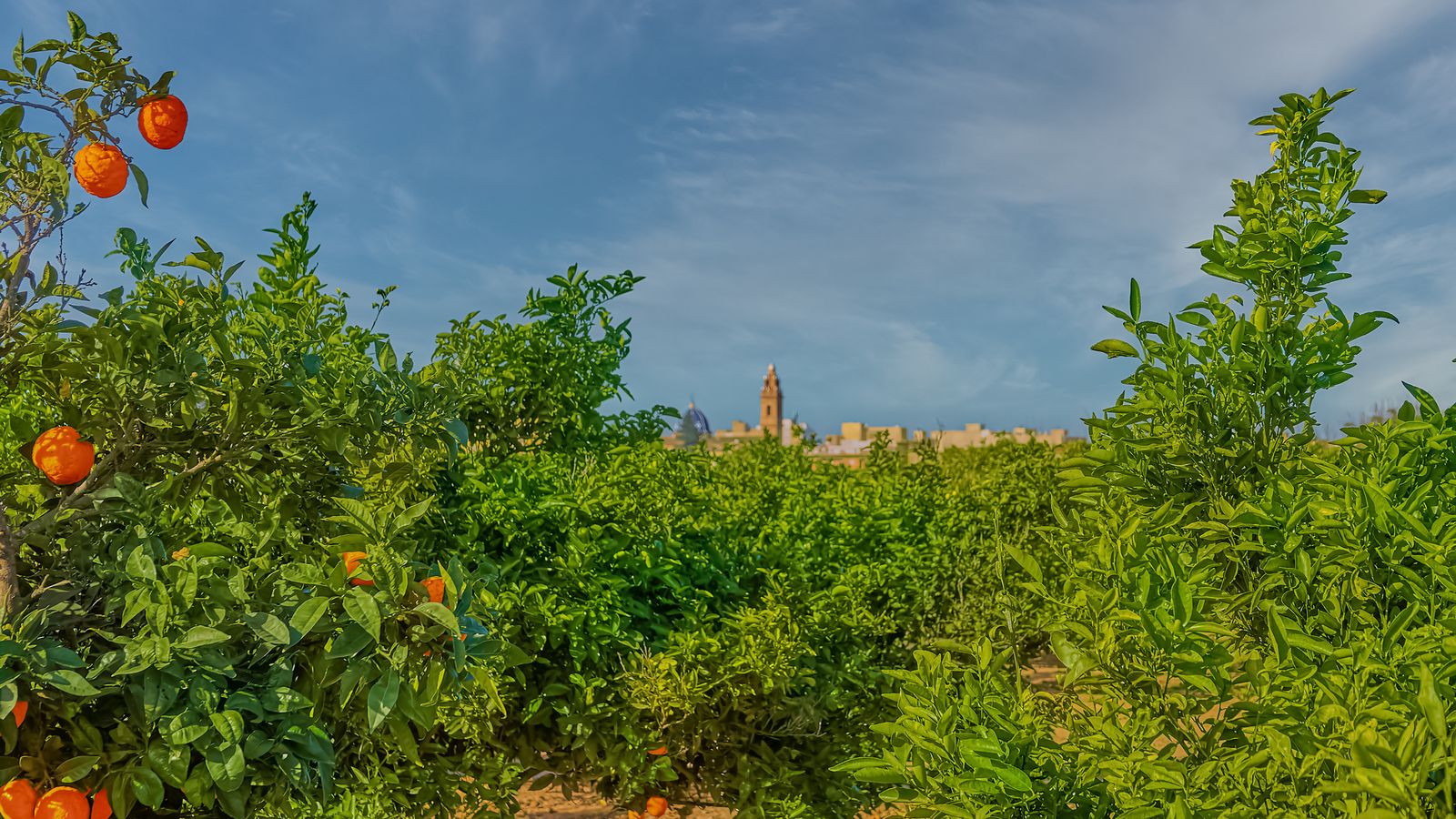 6.MASSAMAGRELL, L'HORTA NORD, ALEJANDRO MUÑOZ GARCIA