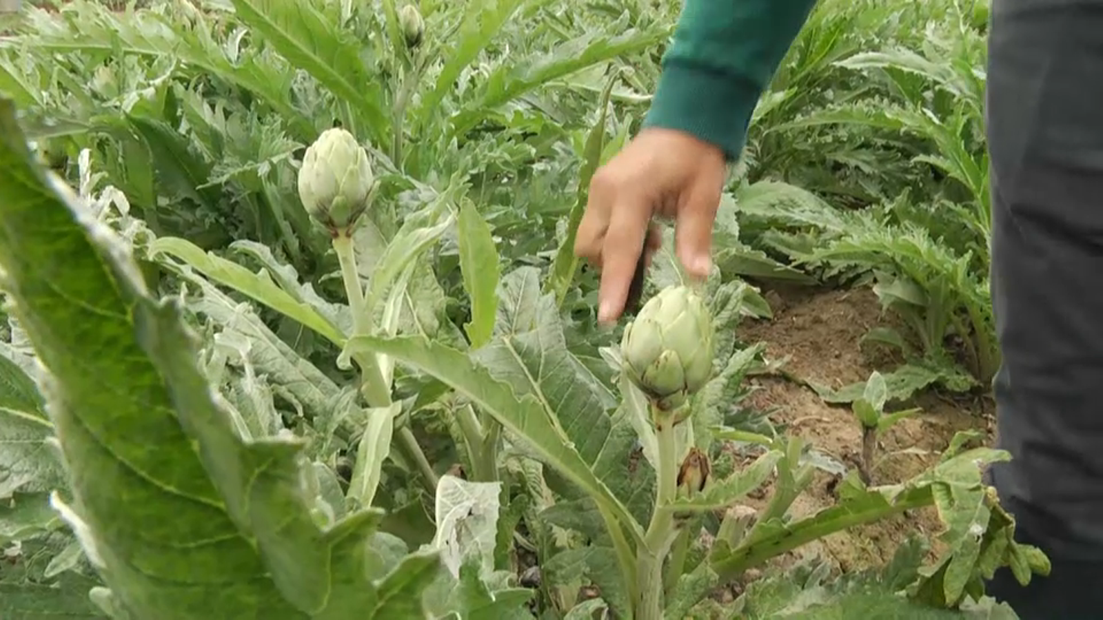 Un equip de l'UPV i el CSIC treballa per aconseguir carxofes que duren tot l'any