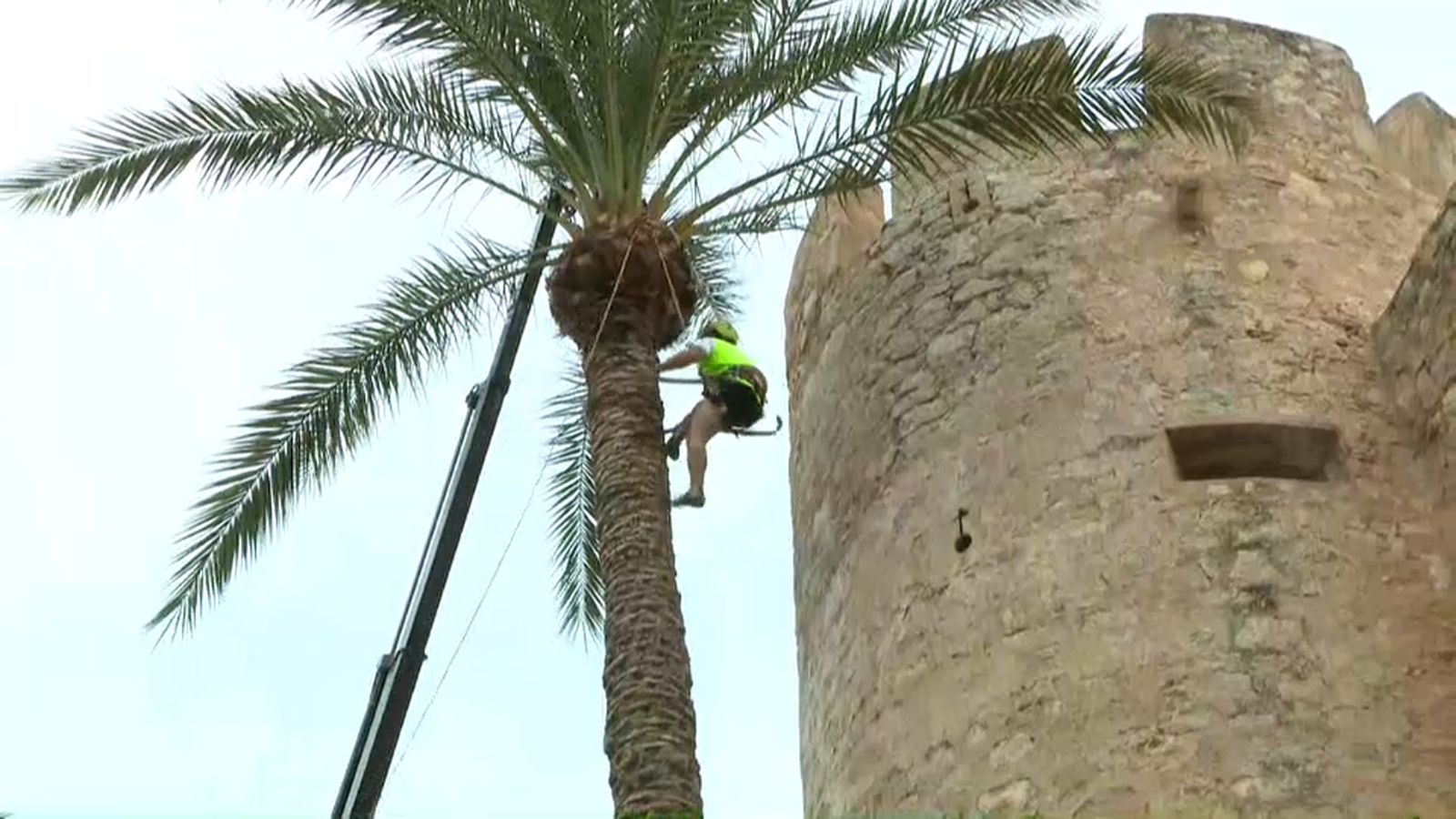 Elx reivindica l’antic ofici de palmerer en el V Concurs de Pujada de Palmeres