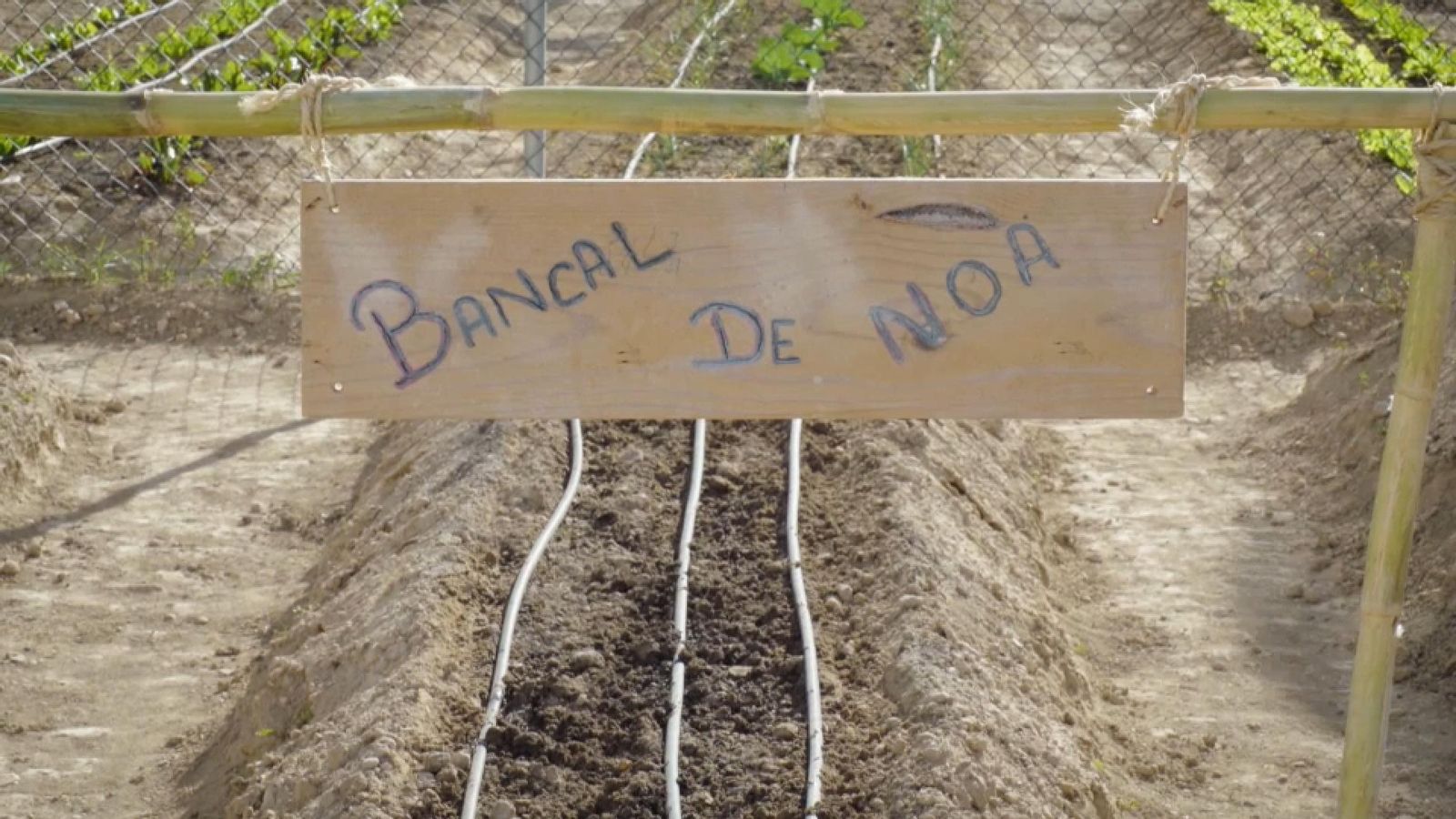Hi ha usuaris jubilats o parats que no han treballat mai la terra però ara s'animen a conrear la parcel·la i cultivar hortalisses per a consum particular bancal nom