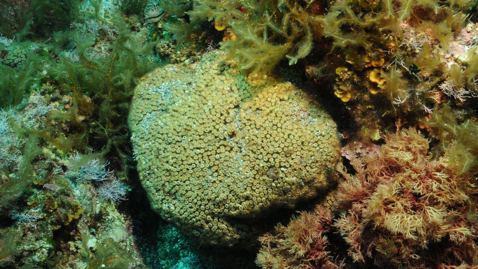 El coral Cladocora caespitosa de les Illes Columbretes