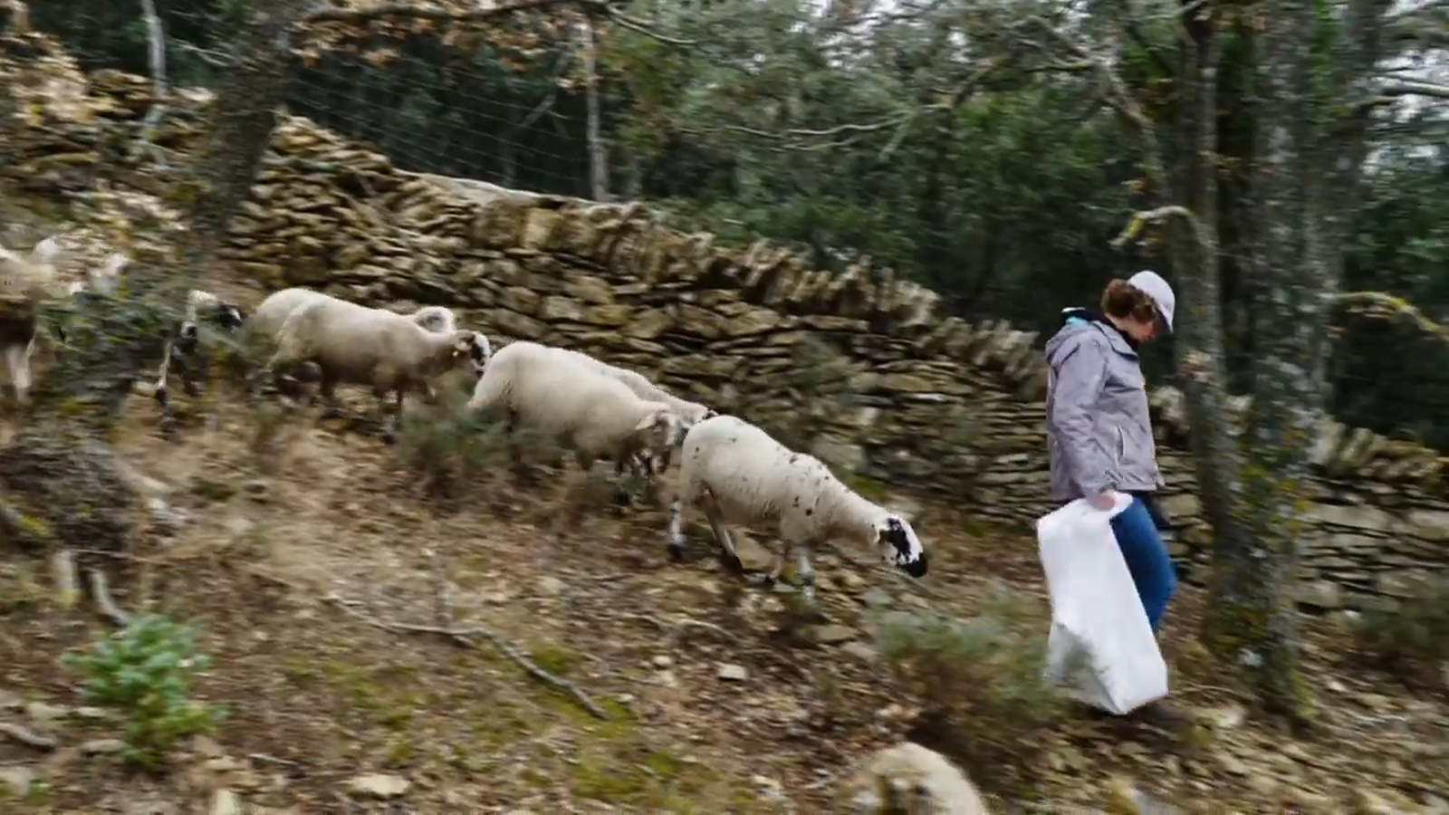 De mar i bancal | Ovelles díscoles