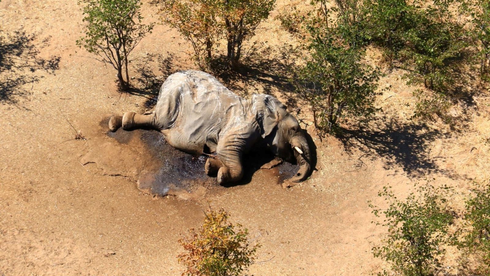 Han aparegut sense signes de violència i sense que es puga atribuir la causa a cap verí o malaltia