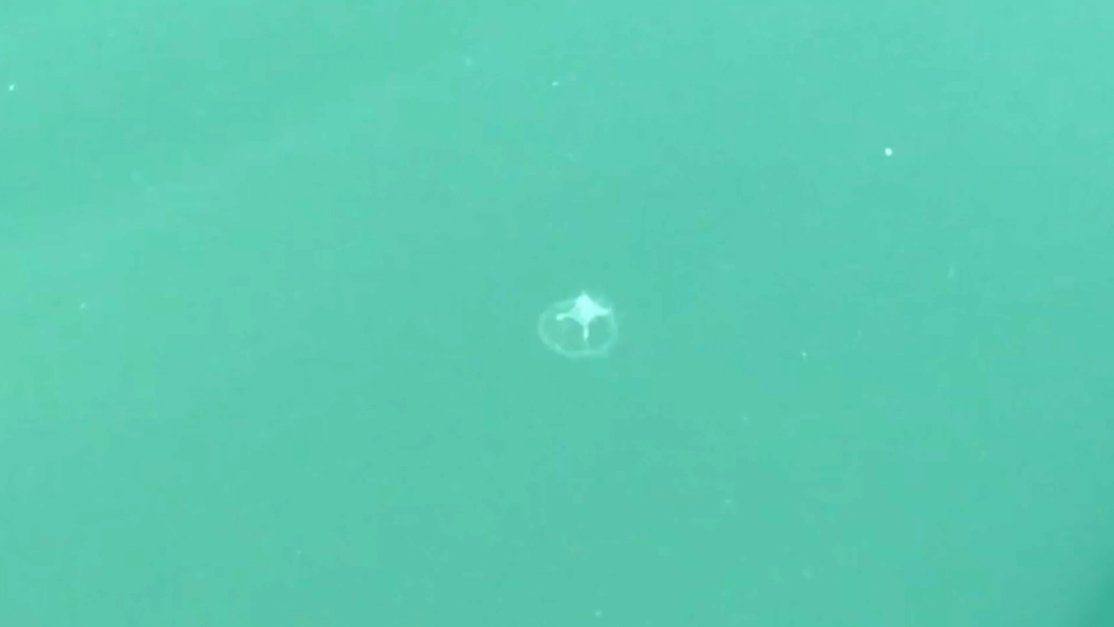 Exemplar de la medusa originària de la Xina trobada en l'embassament de Tous