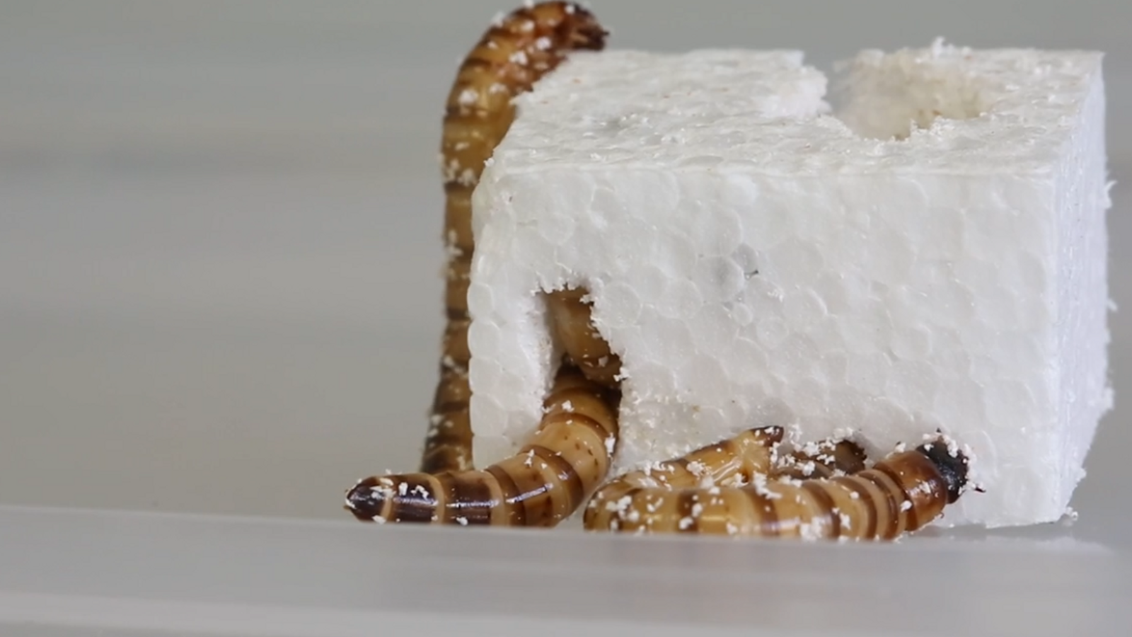 El cuc Zophobas morio menjan polietie