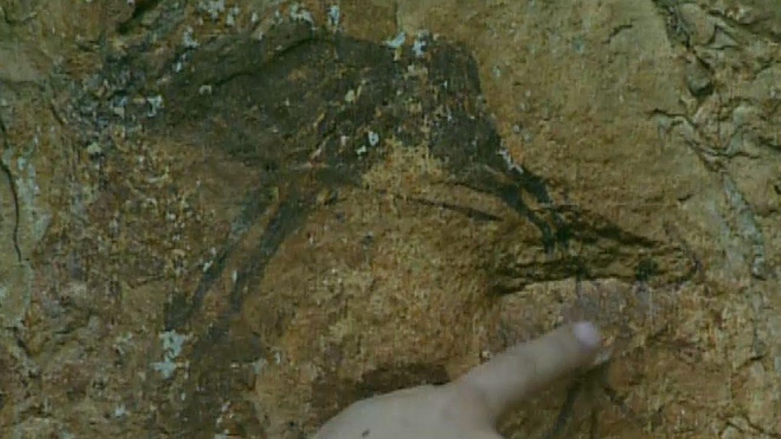 05.05.2023 | 'Obrim l'arxiu' i l'art rupestre descobert per casualitat