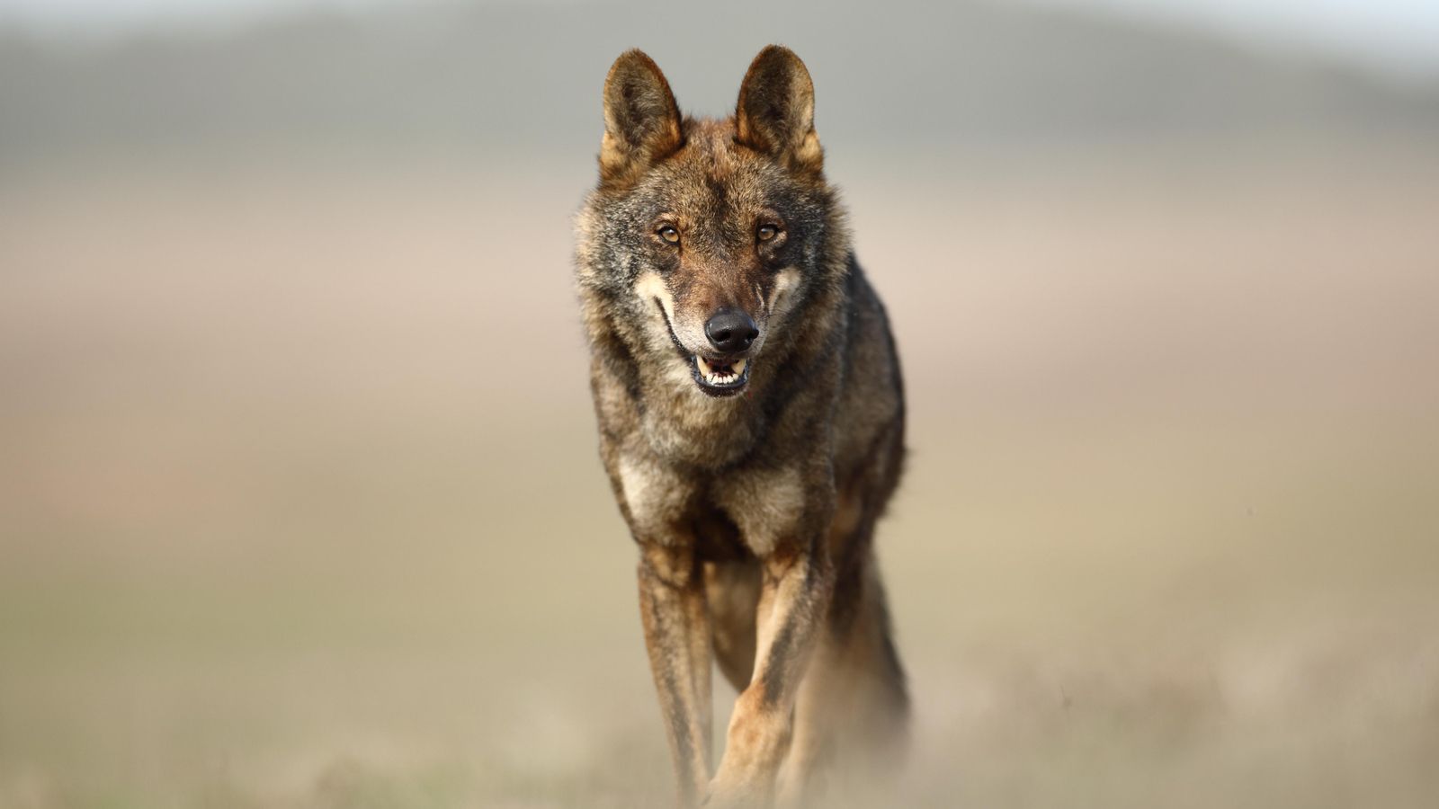 Imatge d'arxiu del llop ibèric