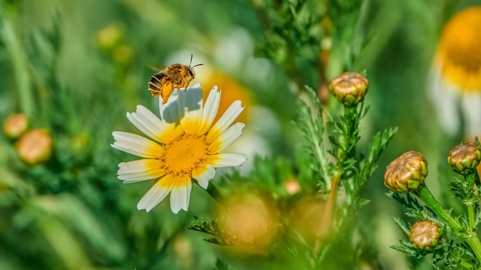 Massamagrell, l'Horta Nord