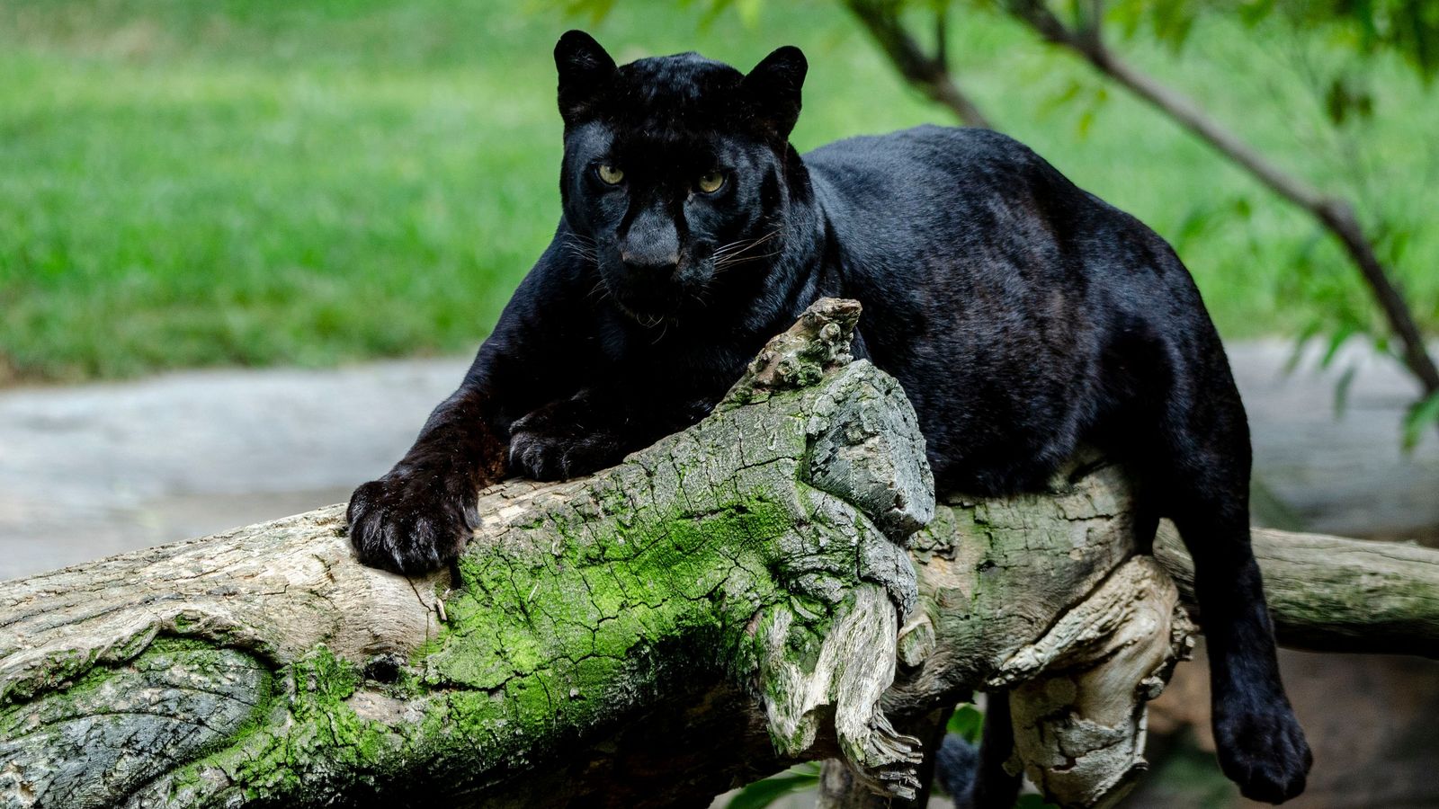 La pantera Mamba, enuna imatge d'arxiu