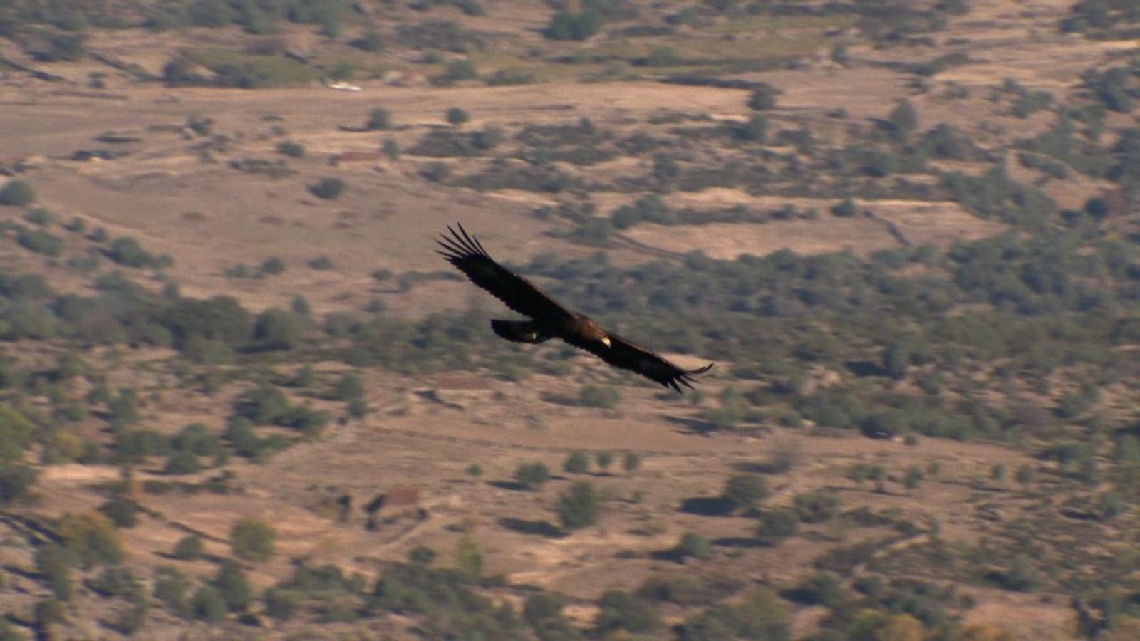 Àguiles, diftongs i hiats