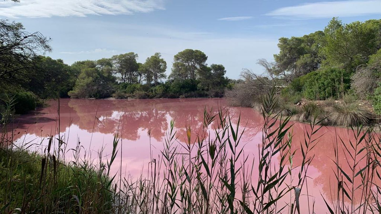 Imatge del Racó de l'Olla, al parc natural de l'Albufera, tenyit de rosa