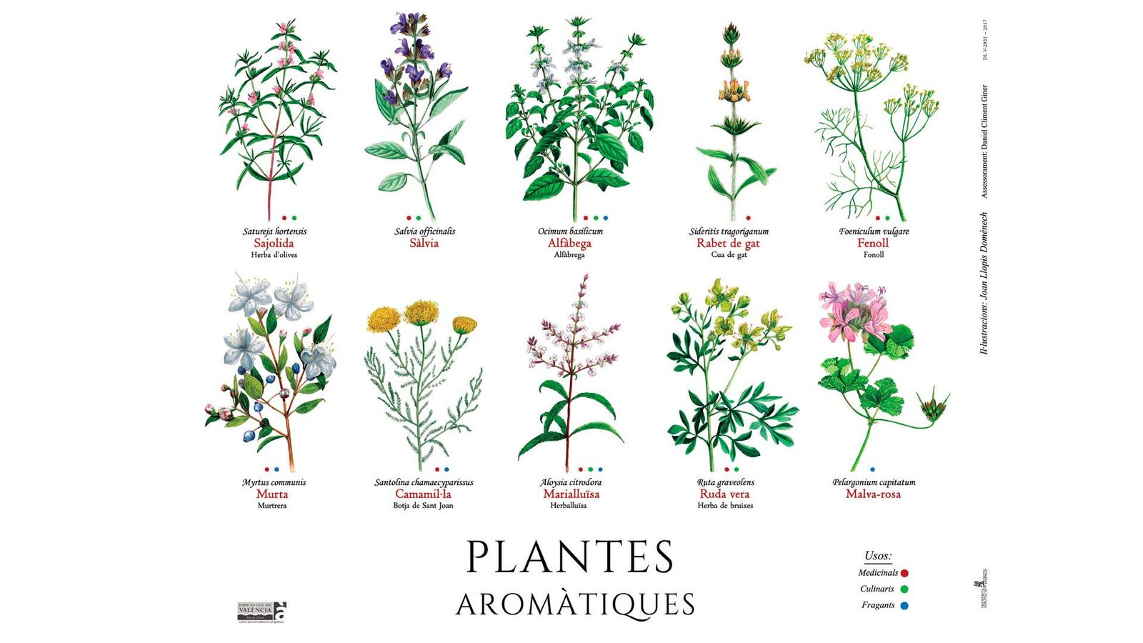 Les plantes aromàtiques
