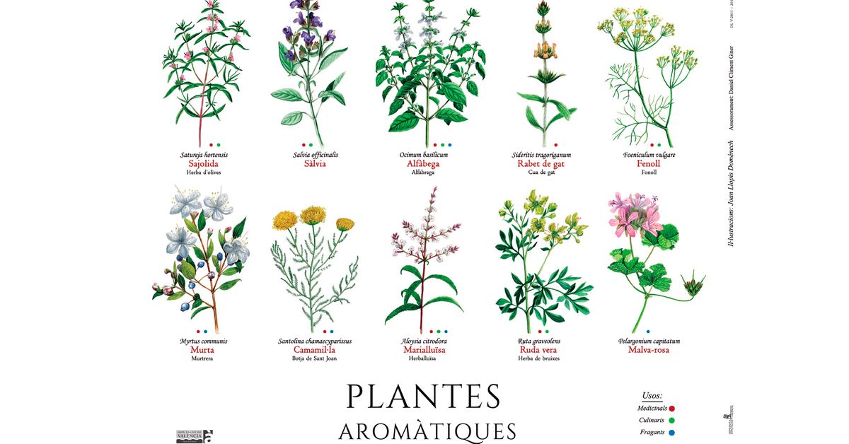 Plante Aromatique 5 Lettres
