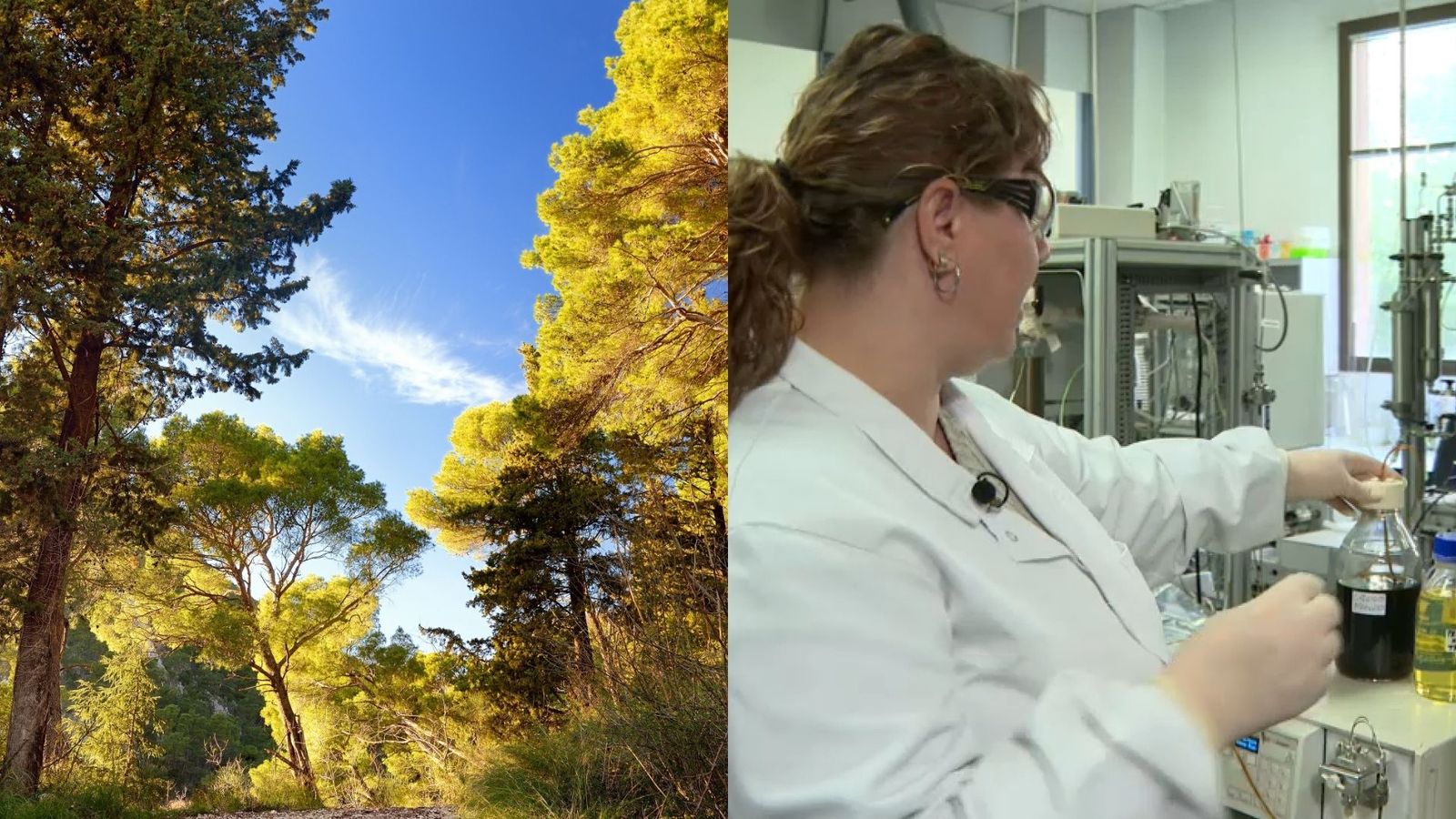 Una investigació conjunta de la UPV i el CSIC troba una alternativa forestal al querosé