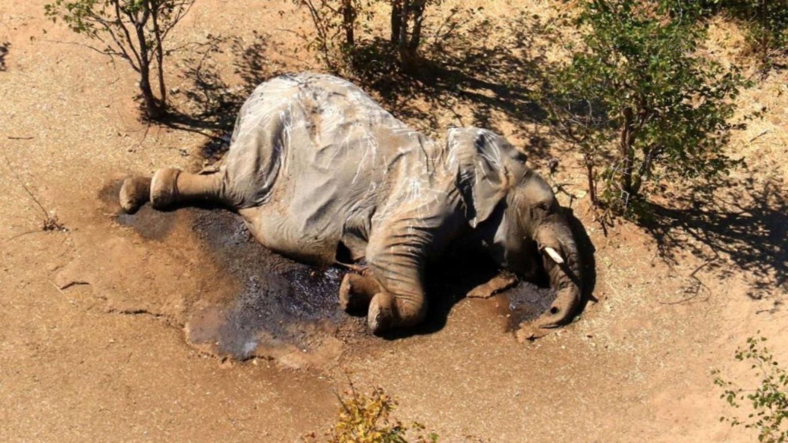 Un elefant mort a Botswana