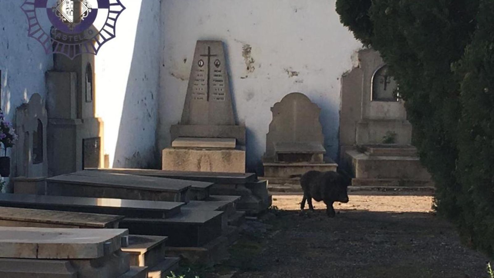 L'animal ha accedit al cementeri de Sant Josep, L'animal ha accedit al cementeri de Sant Josep,