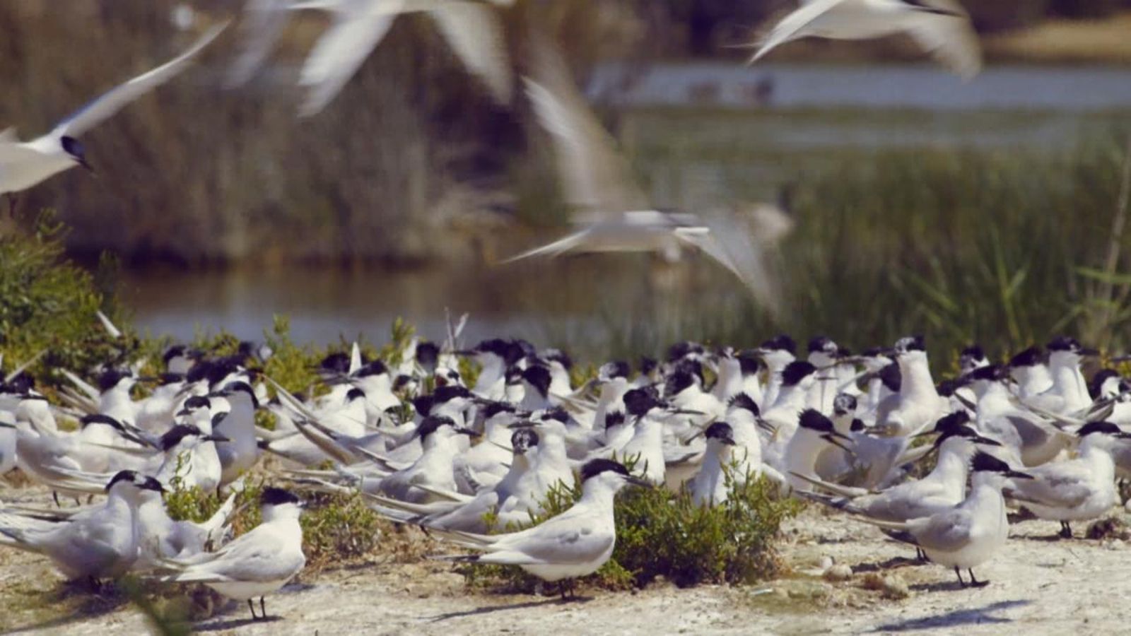 Imatge d'arxiu: aus a l'Albufera