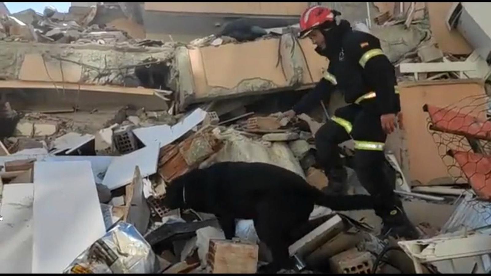 Així treballen els gossos de rescat en emergències
