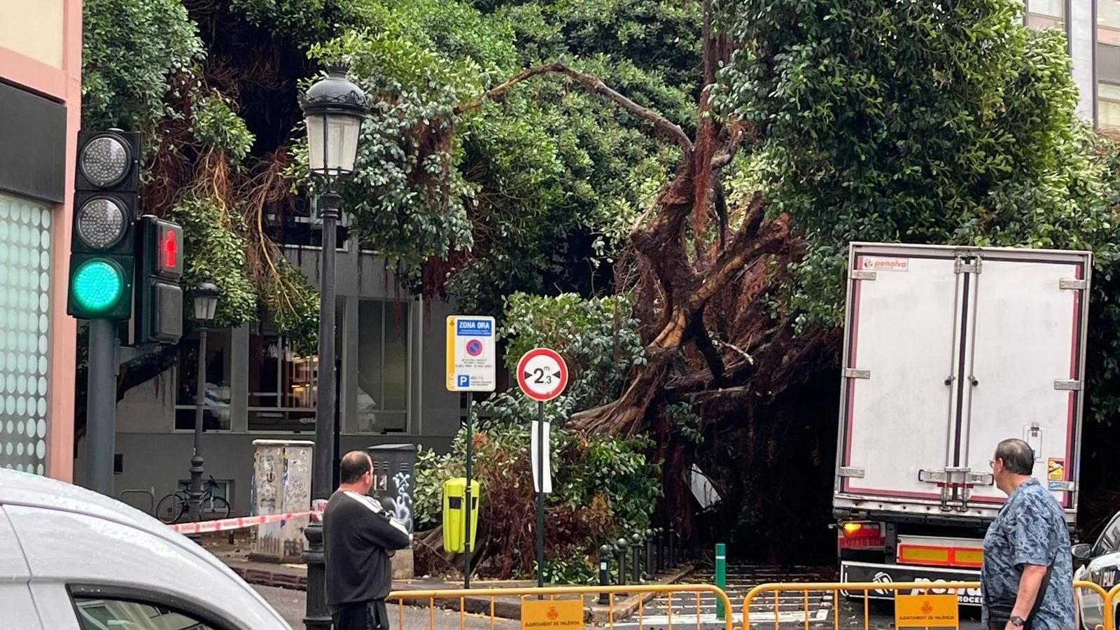 Ficus que ha caigut al carrer del Pintor Sorolla, a València Ficus caigut al carrer del Pintor Sorolla