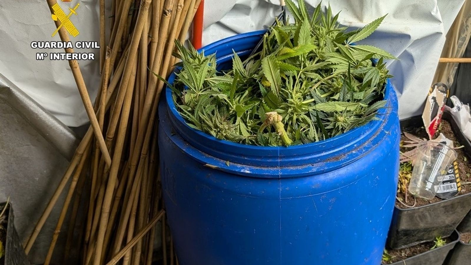 Desmantelen dos plantacions de marihuana en vivendas de Sax i Petrer i detenen dos persones