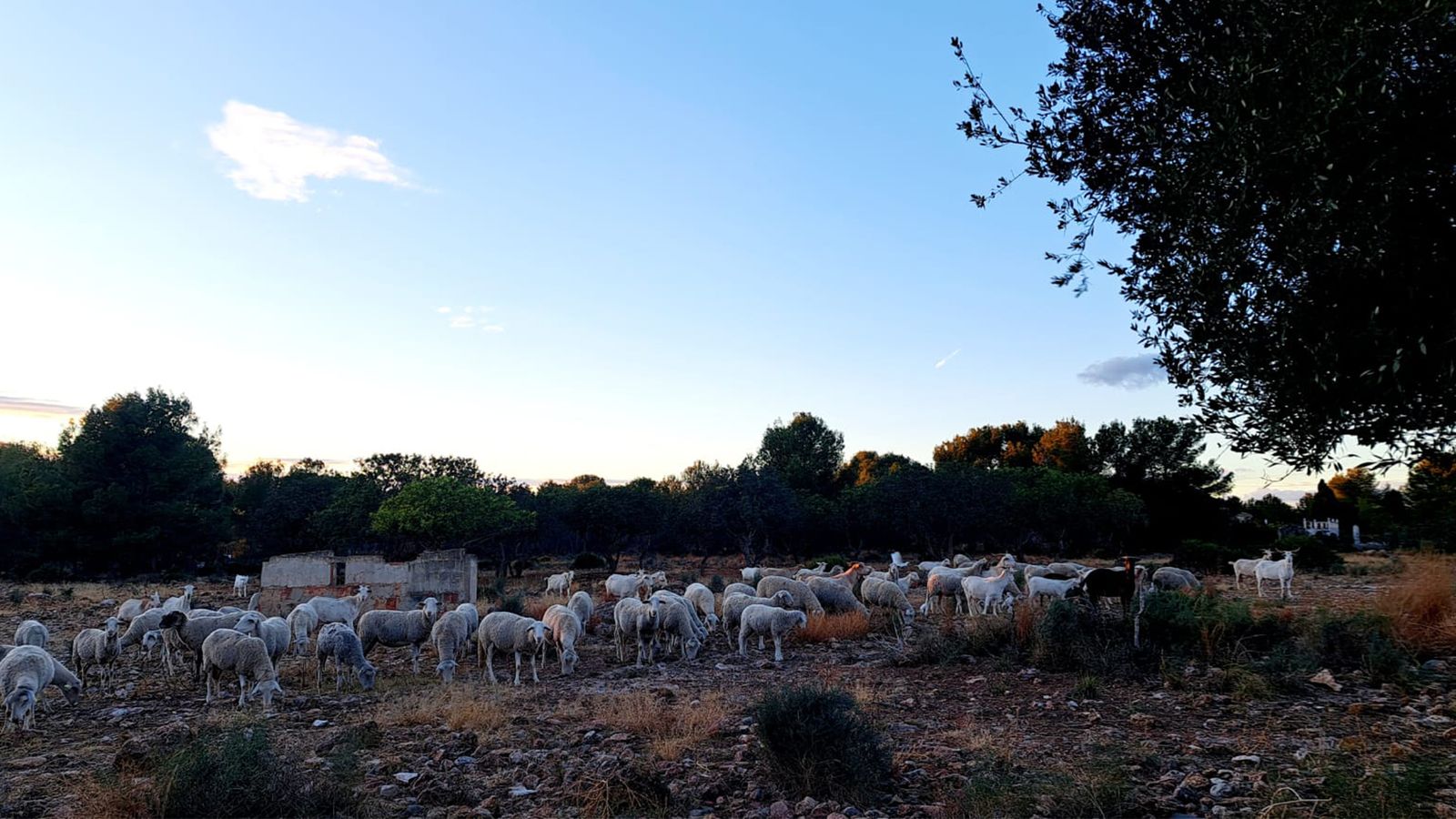 Ramaderia extensiva amb ovelles