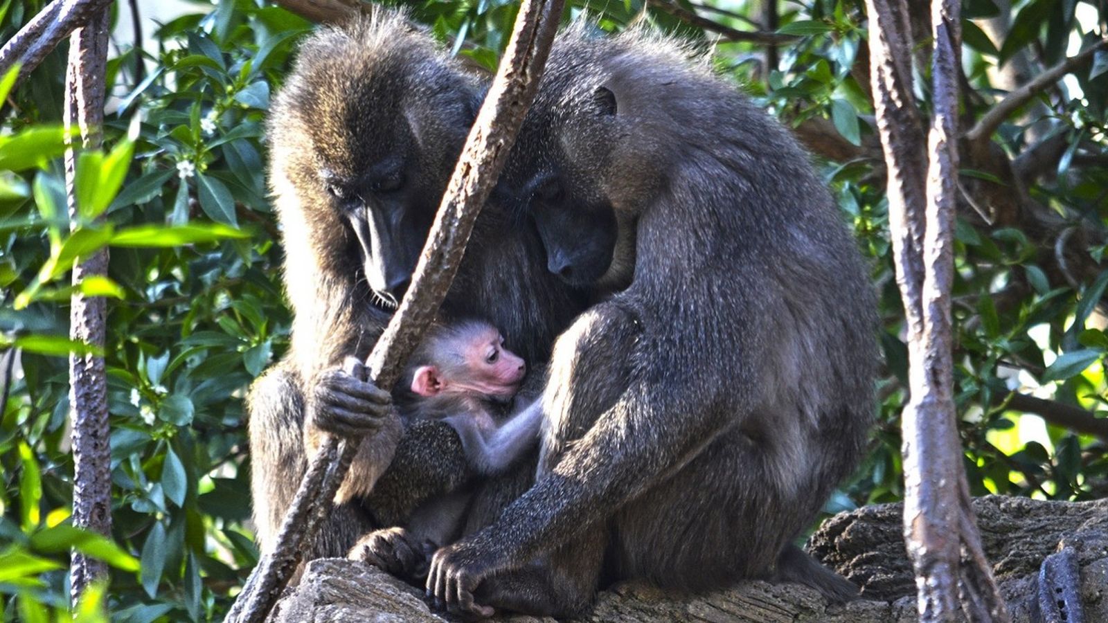 Dril nascut al Bioparc amb els seus pares