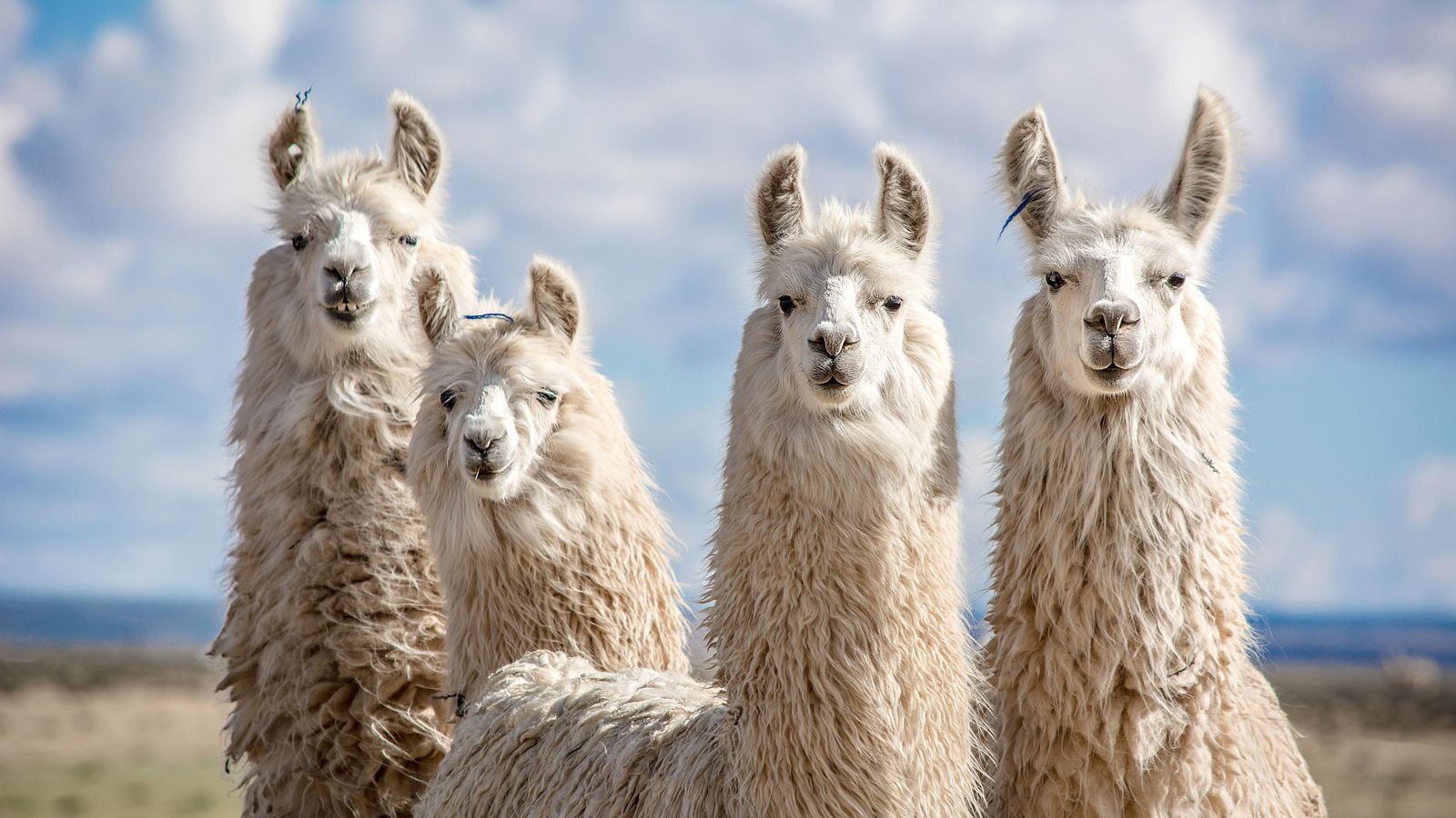 Un grup de llames a la Patagonia argentina