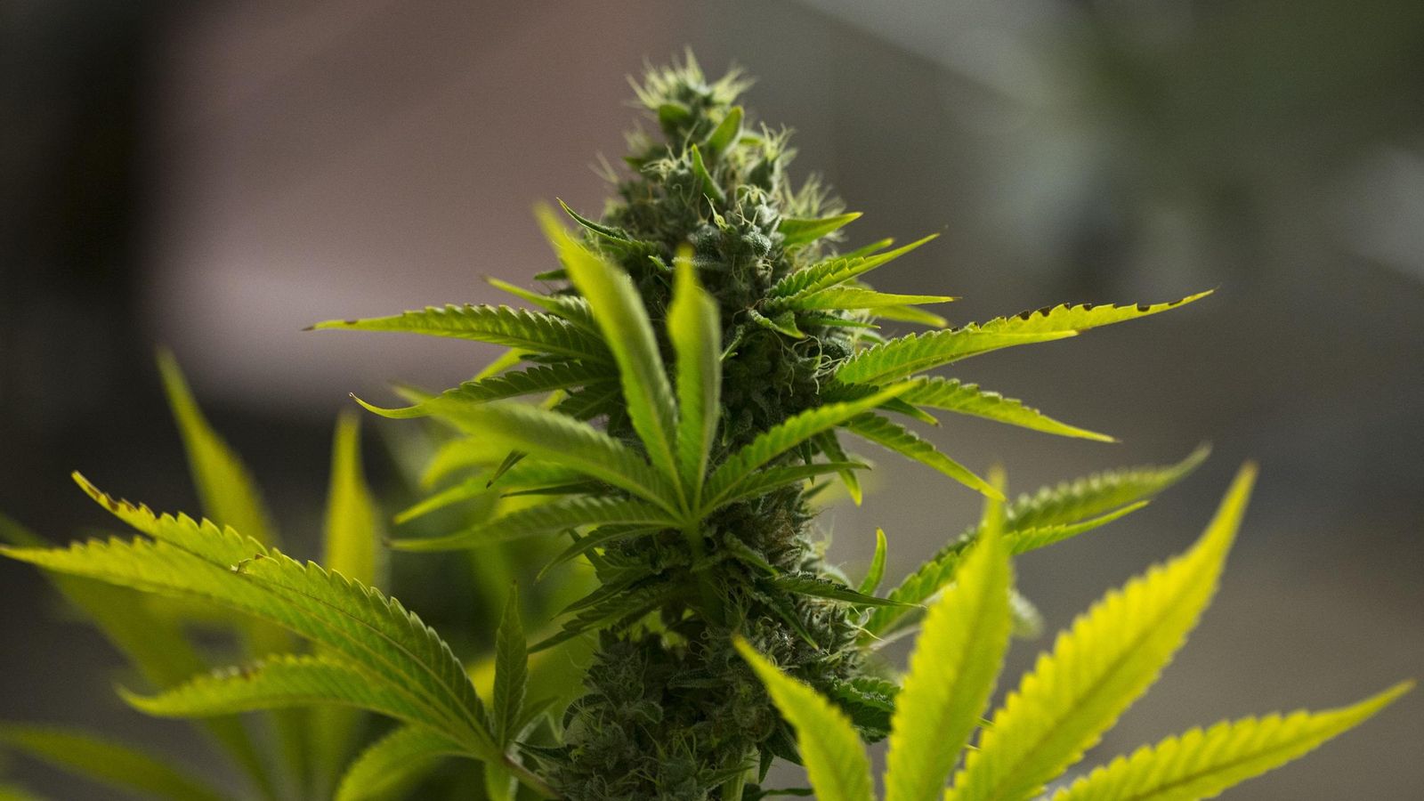 Planta de cannabis