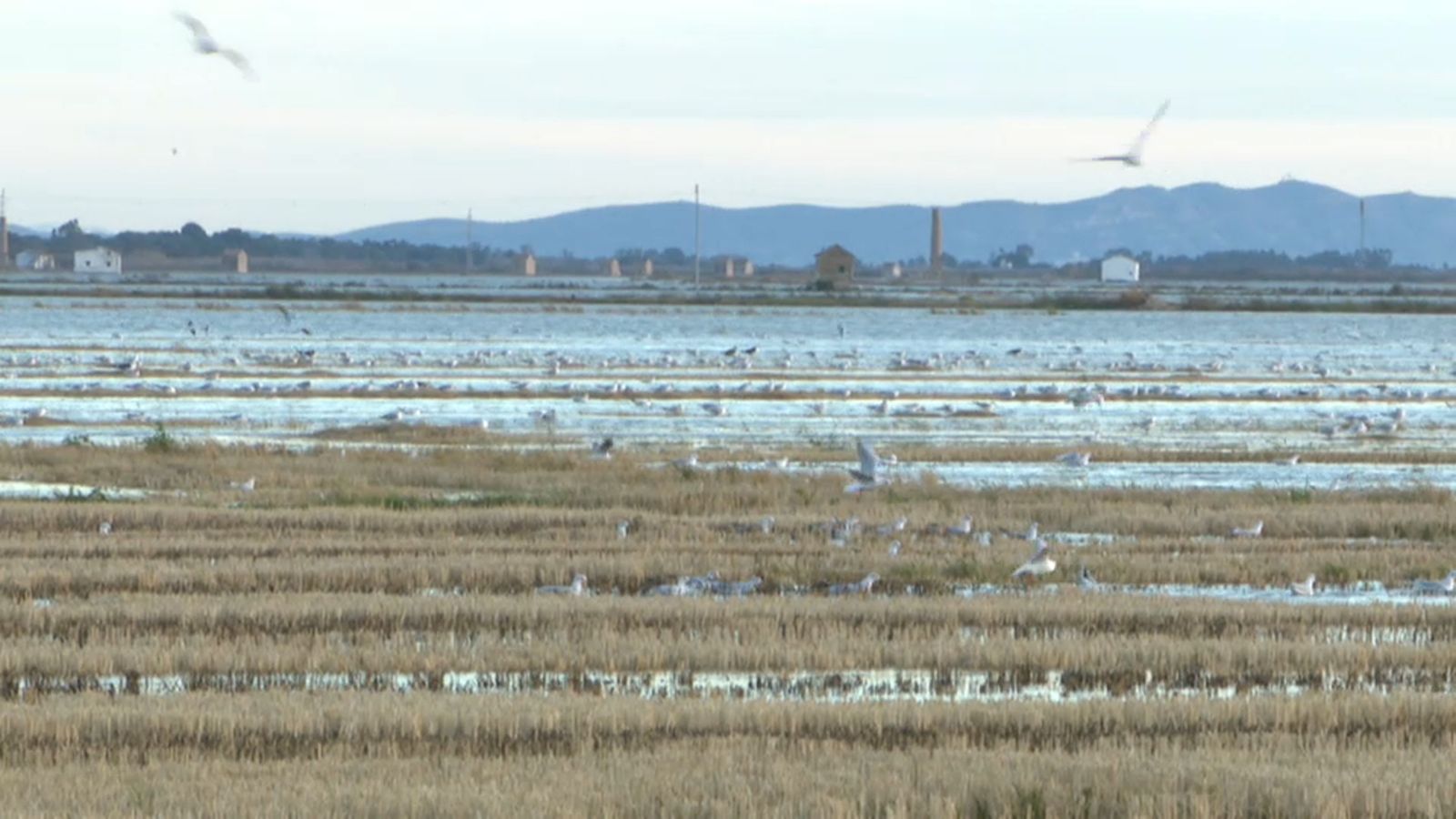 Camp d’arròs valencià