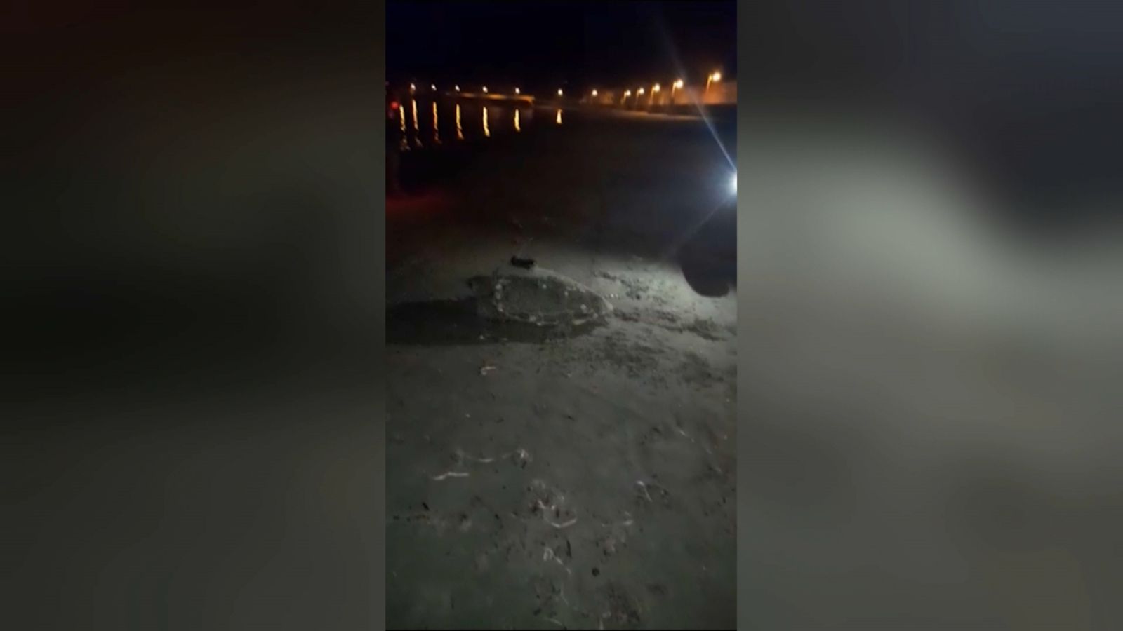 Una tortuga marina a la platja Marineta Casiana de Dénia