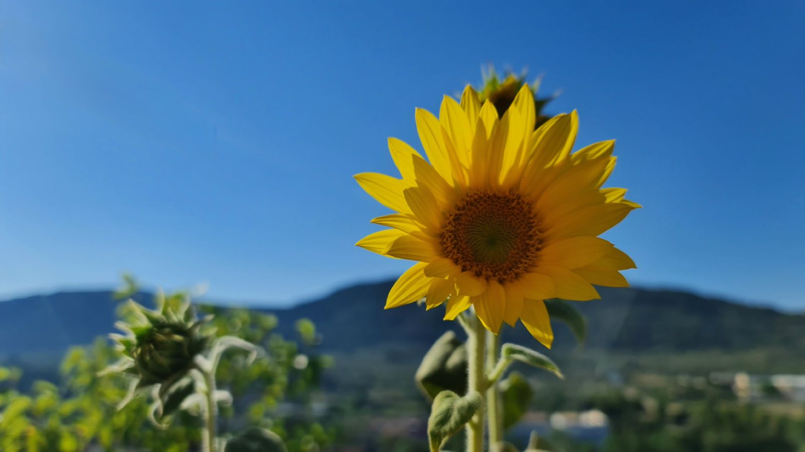 BOCAIRENT, LA VALL D'ALBAIDA