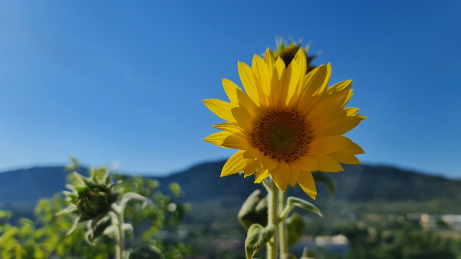 BOCAIRENT, LA VALL D'ALBAIDA
