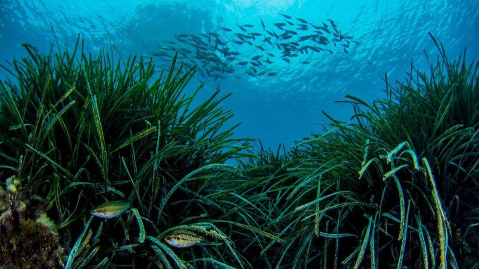 Imatge d'arxiu de prats de posidònia
