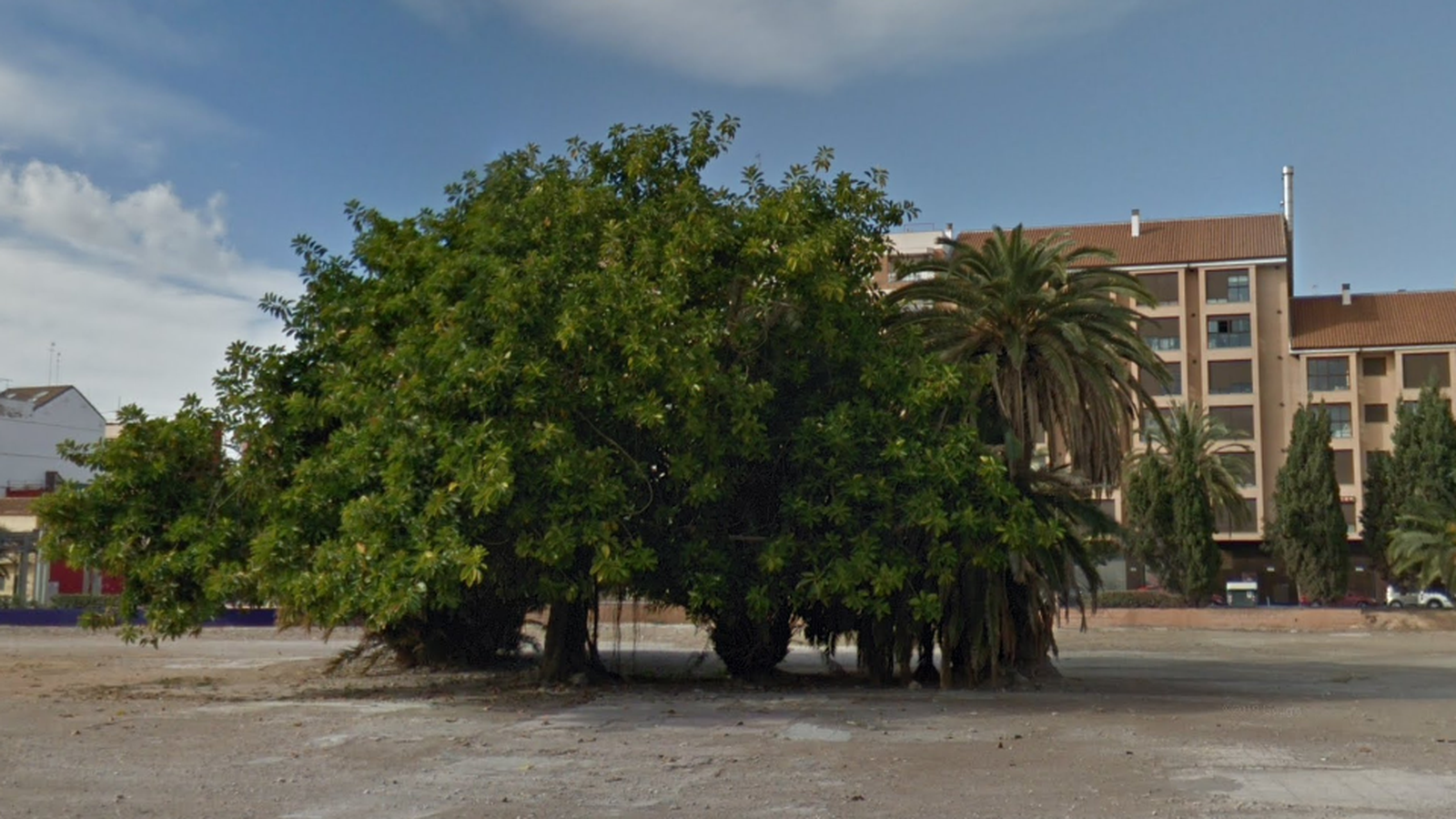 El ficus de 60 anys ubicat en el barri del Cabanyal