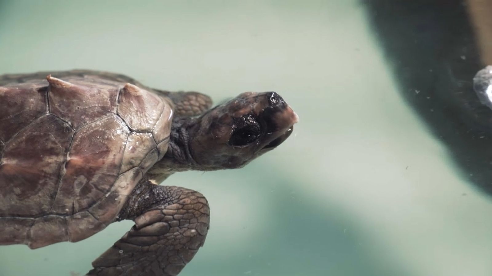 Exemplar de ‘Caretta caretta’ que està en recuperació al centre ARCA