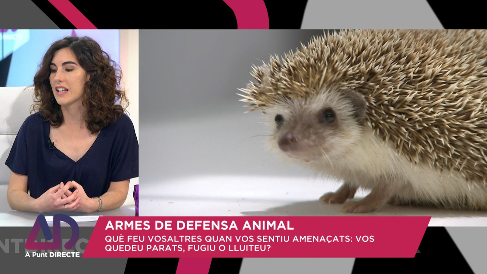 Armes de defensa animal